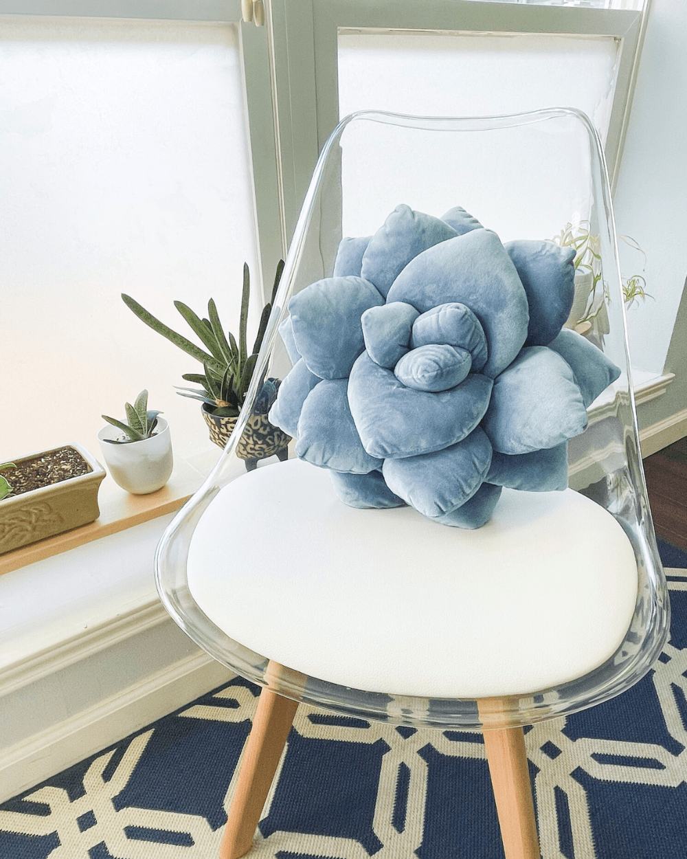 Lil' Pop Succulent® - Smokey Blue - Green Philosophy Co.
