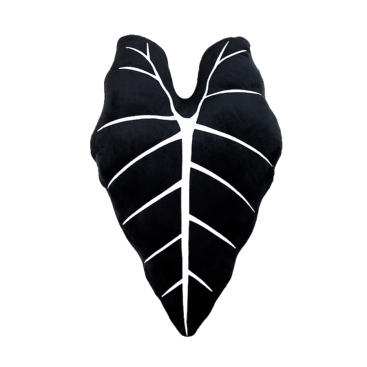 Alocasia Frydek - Obsidian