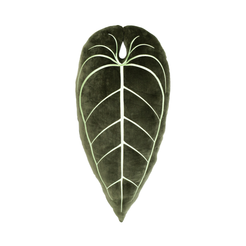 Anthurium Warocqueanum - Khaki
