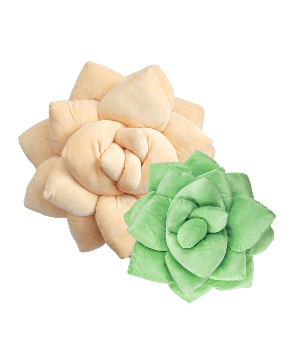 Lil' + Big Pop Succulent Bundle - Green Philosophy Co.