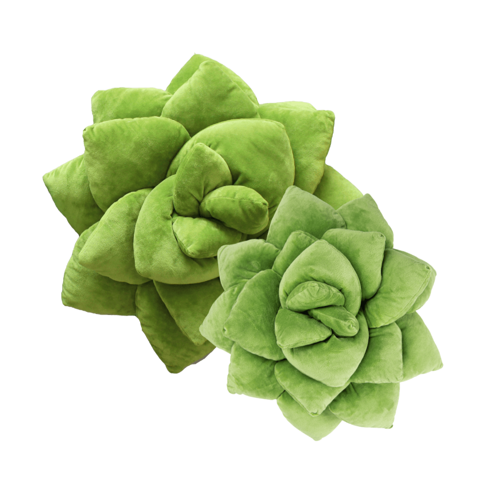 Lil' + Big Pop Succulent Bundle - Green Philosophy Co.