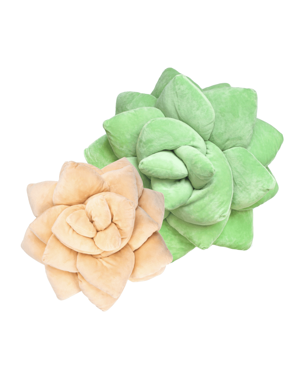 Lil' + Big Pop Succulent Bundle - Green Philosophy Co.