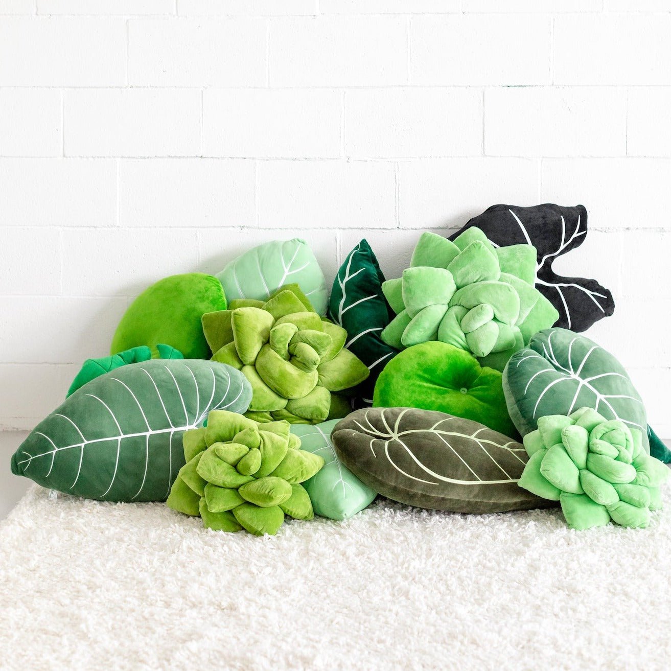 Lil' + Big Pop Succulent Bundle - Green Philosophy Co.