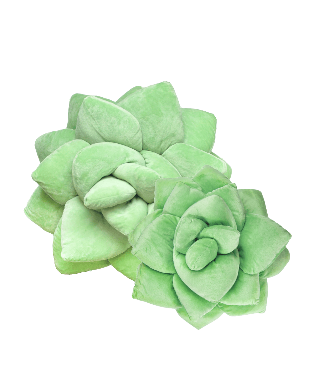 Lil' + Big Pop Succulent Bundle - Green Philosophy Co.
