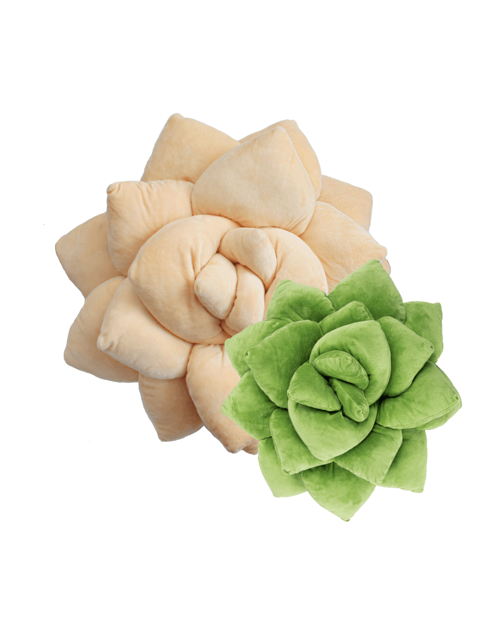 Lil' + Big Pop Succulent Bundle - Green Philosophy Co.