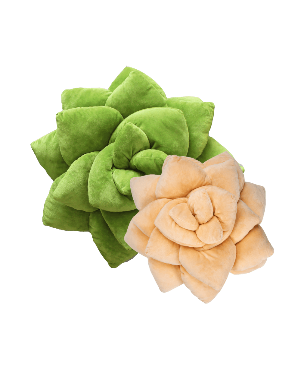 Lil' + Big Pop Succulent Bundle - Green Philosophy Co.