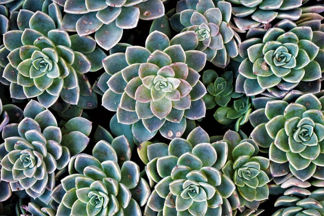 5 Reasons We LOVE Succulents - Green Philosophy Co.