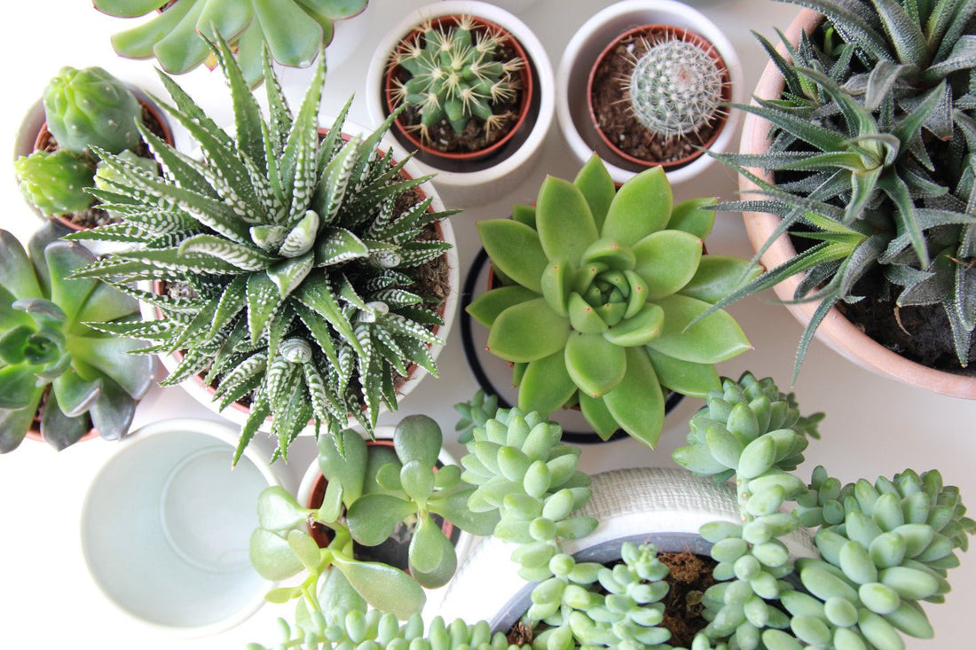 Are Succulent Plants Poisonous To Cats, Dogs, or Humans? - Green Philosophy Co.