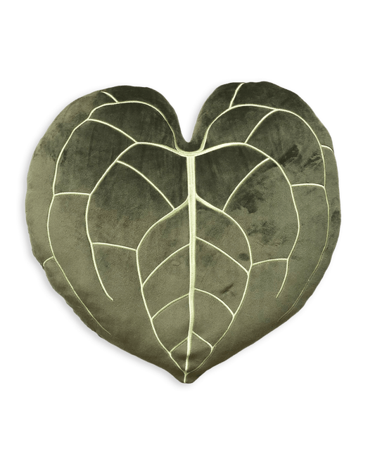 Anthurium Clarinervium - Khaki - Green Philosophy Co.