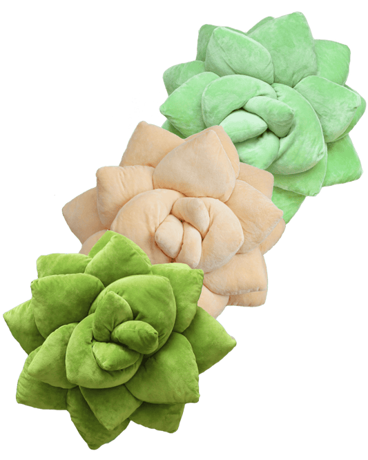 Big Pop Trio Succulent® Bundle - Green Philosophy Co.