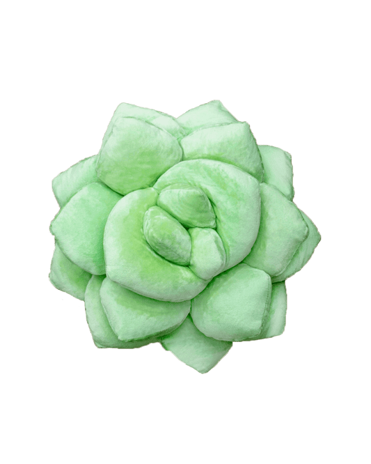 Lil' Pop Succulent® - Sage Green - Green Philosophy Co.