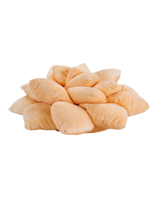 Lil' Pop Succulent® - Blush Peach