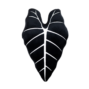 Alocasia Frydek - Obsidian