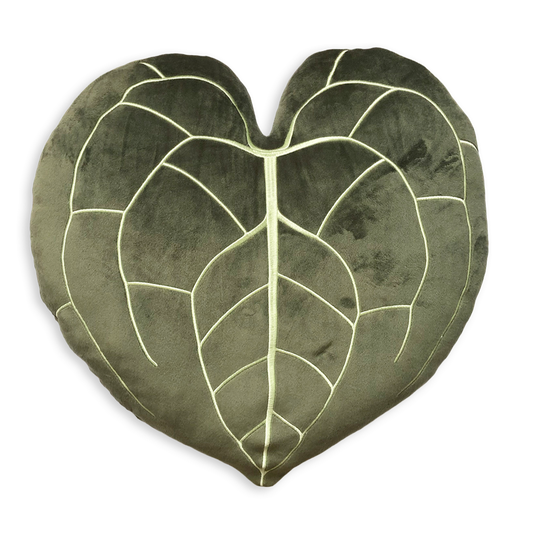Anthurium Clarinervium - Khaki