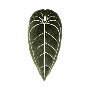 Anthurium Warocqueanum - Khaki