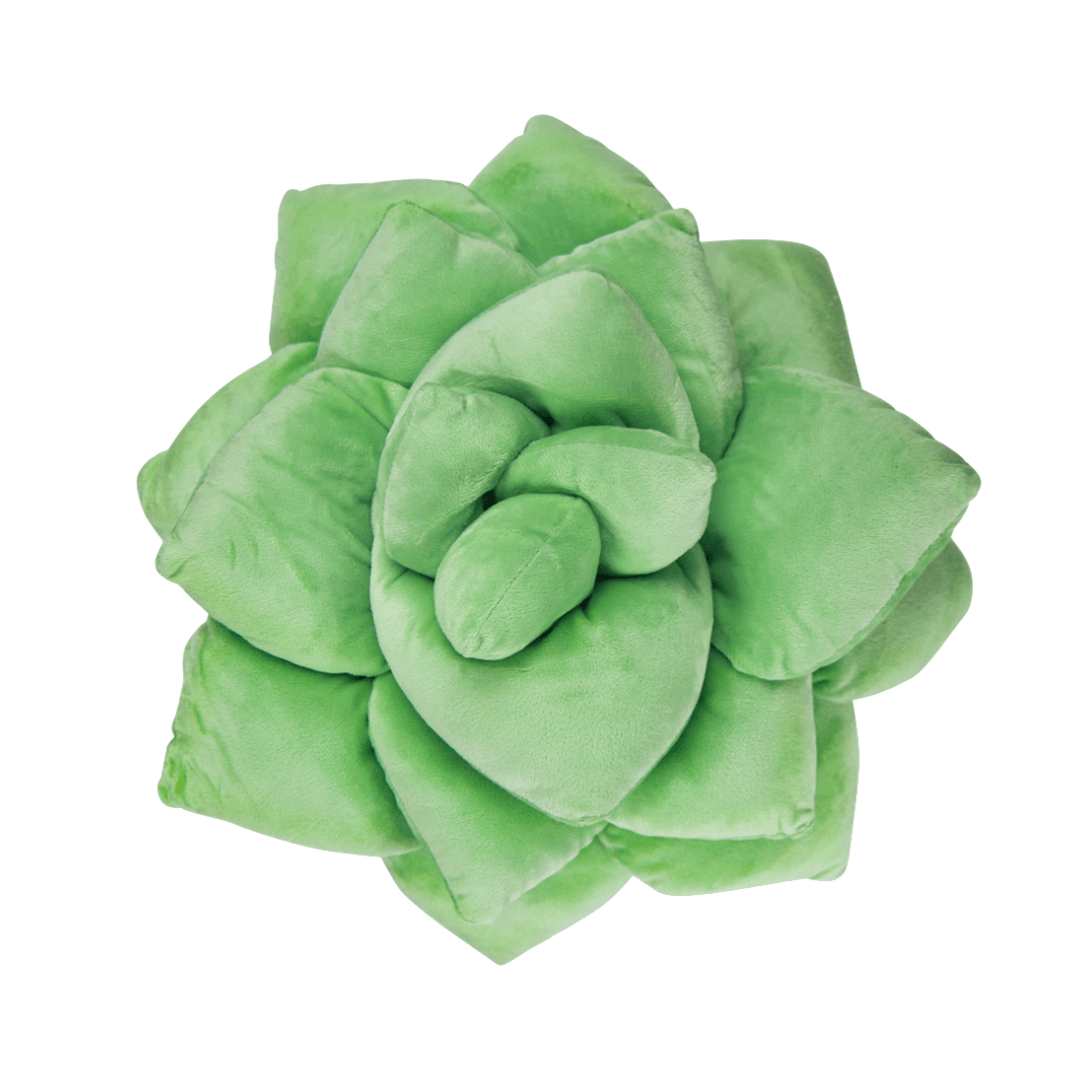 Lil' Pop Succulent® - Sage Green - Green Philosophy Co.