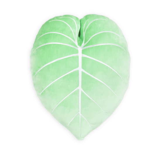 Philodendron Gloriosum - Serene Green - Green Philosophy Co.